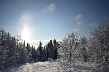 winter landscape with trees and snow