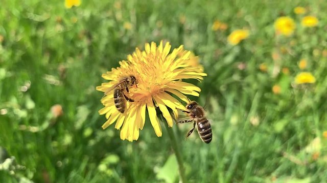 Slow motion of Honey Bee Collecting Pollen of yellow Flower Dandelion. Close up of honeybee flying and gathering flower nectar pollen on sunny spring clear day.