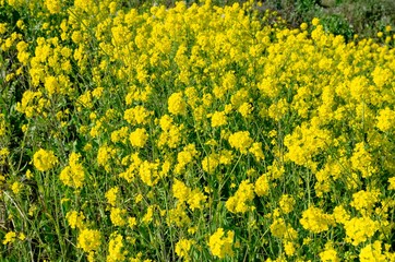 一面の菜の花畑