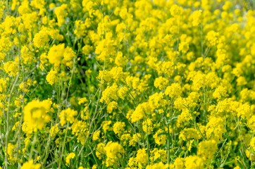 一面の菜の花畑