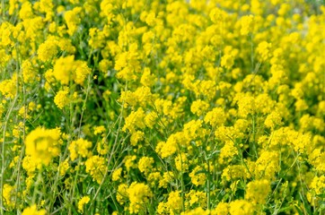 一面の菜の花畑