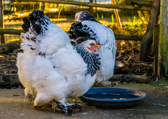 portrait of a white brahma chicken drinking water, popular american breed, Farm animals