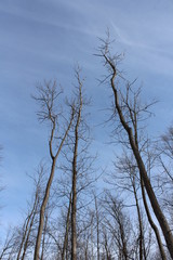 Fototapeta na wymiar trees in winter and blue sky