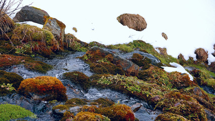 spring in the mountains with melt water in a creek