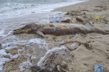 Dolphin thrown out by the waves lies on the beach is surrounded by plastic garbage. Bottles, bags...