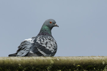 A beautiful Feral pigeon, Columba livia, perching on a roof against a blue sky.