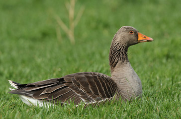 A pretty Greylag Goose, Anser anser, lying down in the grass in a field. 