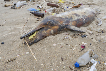 Dolphin thrown out by the waves lies on the beach is surrounded by plastic garbage. Bottles, bags...