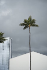 palm tree with the gray sky