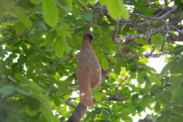 Bird's nest hanging on the branch