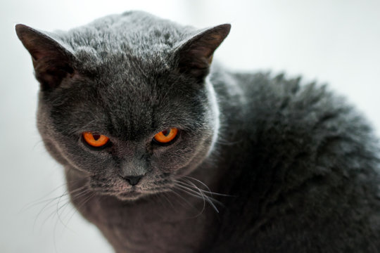 A british cat is looking angry at you. 