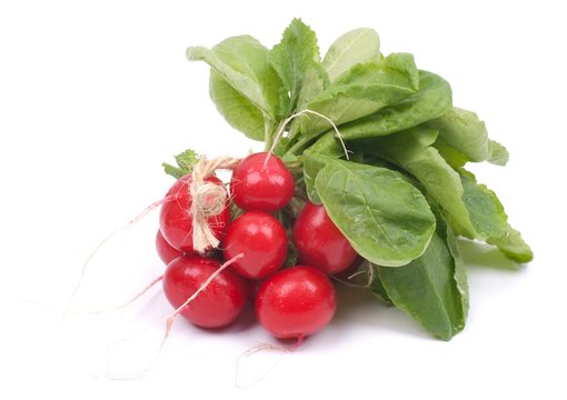 Frische Radischen
