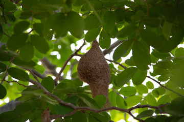 Bird's nest hanging on the branch