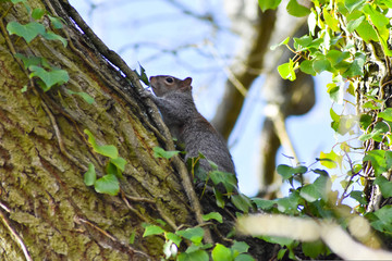 Squirrel in a tree