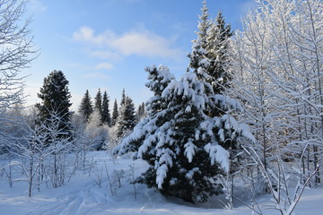 snow covered pine trees