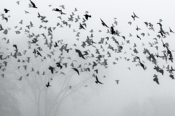 A flock of crows flying above the field into the mist.