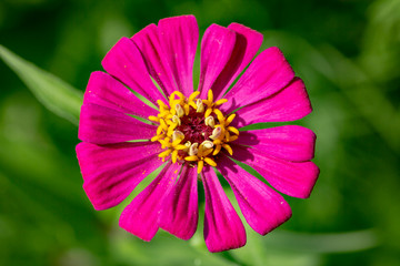 A zinnia in the botanical park on Lake Garda in Italy