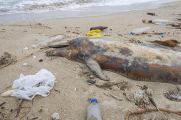 Dead young dolphin is washed up on the shore surrounded by plastic bottles, bags and rubbish thrown...