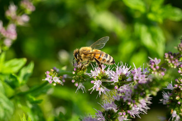 bee sucks pollen from a tropical flower