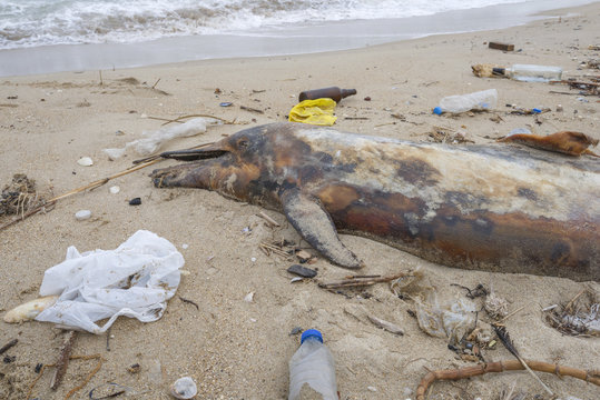 Dead young dolphin is washed up on the shore surrounded by plastic bottles, bags and rubbish thrown in the sea, on background a Black Sea. Plastic pollution killing marine animals. Odessa, Ukraine