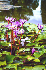 Tropical flowers in a artificial pond