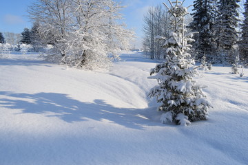 Obraz premium snow covered trees