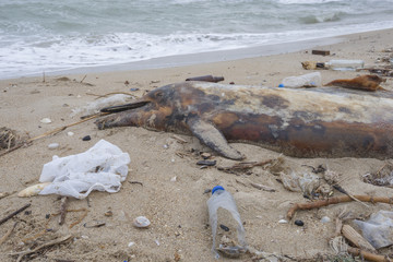 Dead young dolphin is washed up on the shore surrounded by plastic bottles, bags and rubbish thrown...