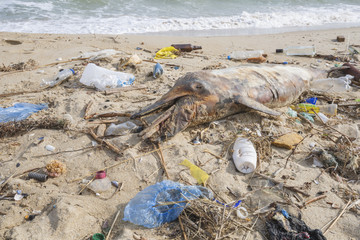 Dolphin thrown out by the waves lies on the beach is surrounded by plastic garbage. Bottles, bags and other plastic debris near is dead dolphin on sandy beach. Plastic pollution killing marine animals © Andriy Nekrasov