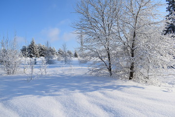 snowy road in winter