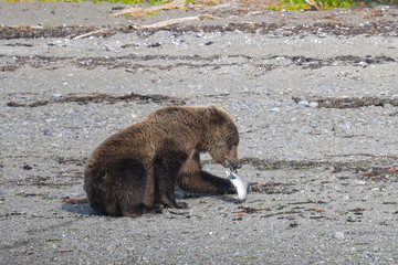 Junger Grizzlybär mit gerade gefangenem Lachs, Alaska