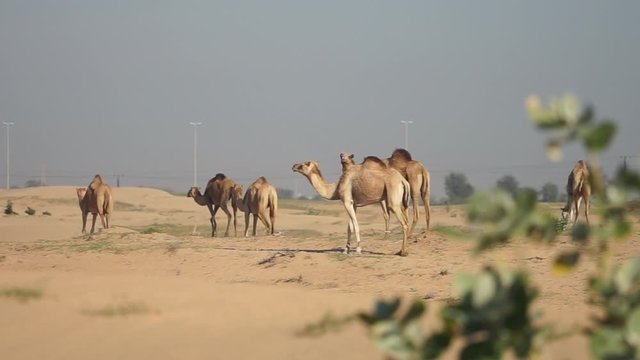 Group of Camels walking in desert in Abu Dhabi UAE in slow motion with cityscape on background
