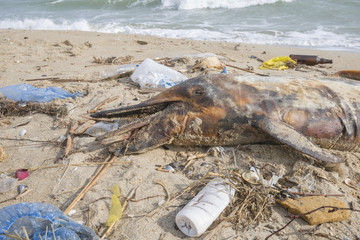 Dolphin thrown out by the waves lies on the beach is surrounded by plastic garbage. Bottles, bags...