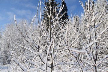 branches of a tree in winter
