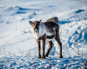 Fototapeta na wymiar Norwegian reindeer posing for the camera