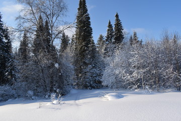 winter landscape with trees and snow
