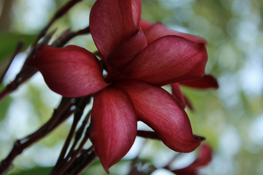 Red Rose with selective focus clicked by Himanshu Gupta with dimensions  5284x3456
