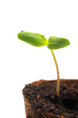 Sunflower sprout or germling with a nursery pot for plants filled with soil