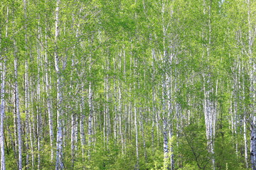 Birch trees with black and white birch bark as natural birch background in birch grove in summer