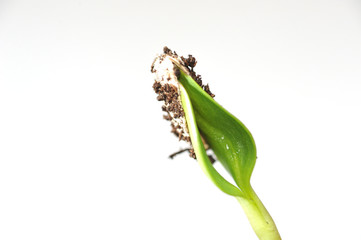 Obraz premium Sunflower germling growing with fresh green colors and a nice shape.