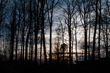 sunset behind trees on an evening in winter
