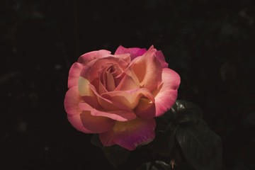 Dark background with pink rose in the middle 