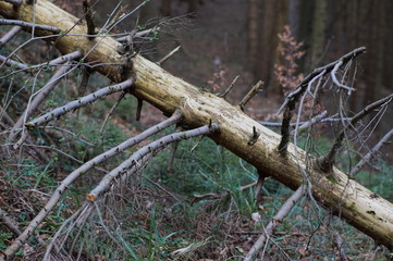 Fototapeta premium Alter Baum quer zum Weg