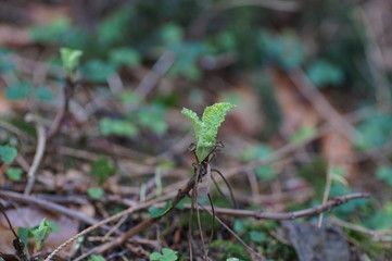 Ein Neubeginn im Wald