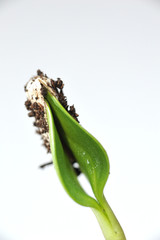 Sunflower germling growing with fresh green colors and a nice shape.