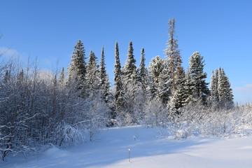 trees in snow