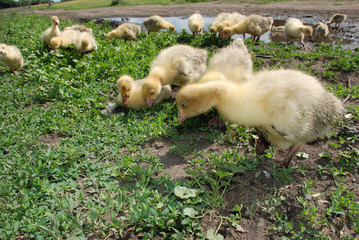 Ducklings are looking for food near a puddle.