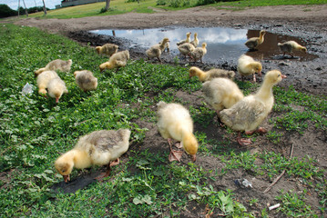 Ducklings are looking for food near a puddle.