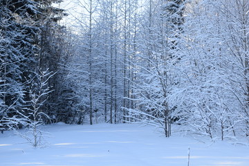 forest in winter