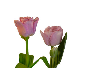 two tulips blooming in pink isolated with white background and copy space