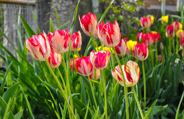 red tulips in the garden